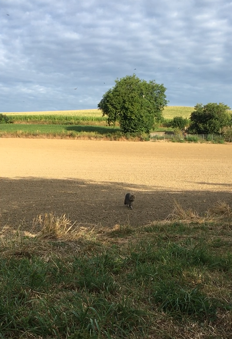 Landschaft
